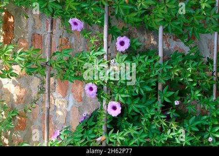 cairo Morning Glory (ipomoea cairica) auf einem Bambusrahmen vor einer alten Wand Stockfoto