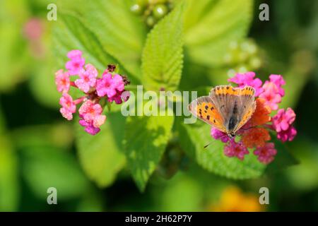 Gewöhnlicher Kupferschmetterling (lycaena phlaeas) auf der lantana-Kamara-Blüte Stockfoto