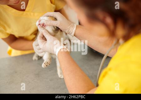 Foto der Routineuntersuchung der Katze in der Arztpraxis Stockfoto