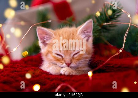 Ingwer Kätzchen schlafen mit Weihnachtsbeleuchtung auf rot. Orange rote Katze glückliche Träume. Urlaub und Entspannung Stockfoto
