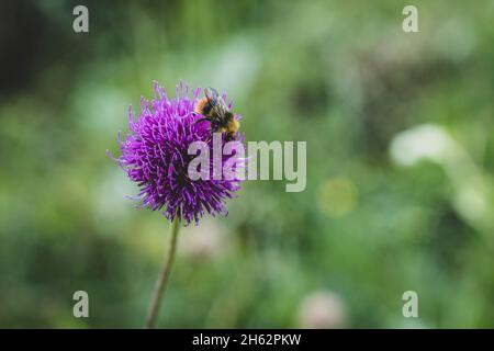 alpendistel, carduus defloratus, Hummel, bombus, österreich, Sommer Stockfoto