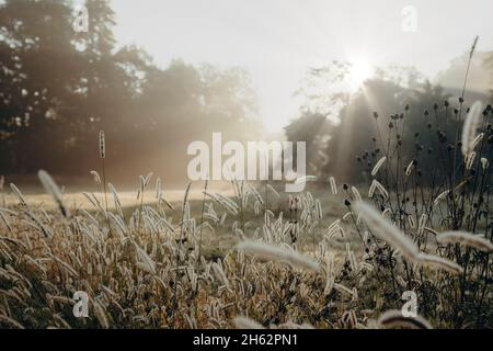 sonnenaufgang, Morgenlicht, Wiese, clara-zetkin-Park, leipzig, sachsen, deutschland, Herbst Stockfoto