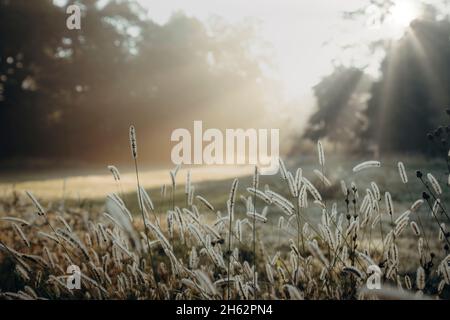 sonnenaufgang, Morgenlicht, Wiese, clara-zetkin-Park, leipzig, sachsen, deutschland, Herbst Stockfoto