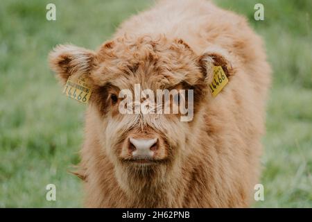 schottisches Hochlandrind, Kalb, leipzig, sachsen, deutschland, Frühling Stockfoto