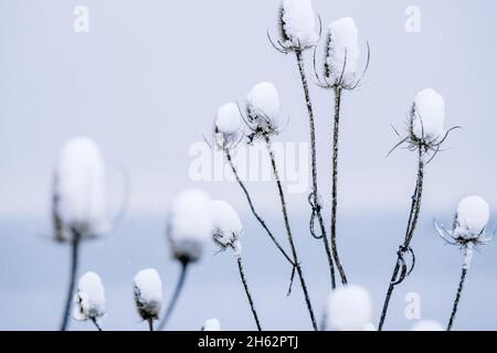 Wilder Teelöffel, dipsacus sylvestris, Schnee, deutschland, Winter Stockfoto