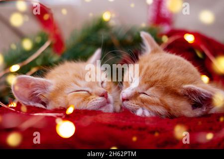 Zwei Ingwer-Kätzchen schlafen mit Weihnachtslichtern auf Rot. Orange rote Katzen glückliche Träume. Urlaub und Entspannung Stockfoto