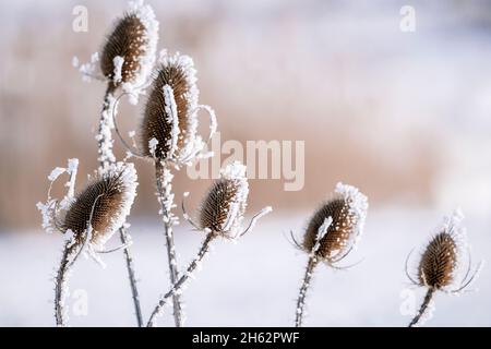 Strauch, Schnee, deutschland, Winter Stockfoto