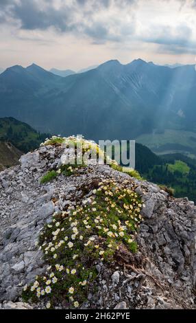 stimmungsvoller Sommermorgen in den Bergen. Die Sonne bricht zwischen den Wolken bei hinterstein durch und erhellt die blühende Silberwurz. allgäuer alpen, bayern, deutschland, europa Stockfoto