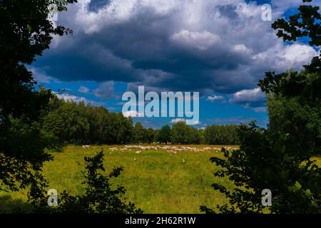 Grüne Wiese mit Kühen und Störchen, dichten Regenwolken und Vögeln am Himmel Stockfoto