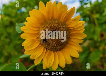 Sonnenblume mit einem Insekt im Spätsommer, flache Schärfentiefe, schönes weiches Bokeh Stockfoto