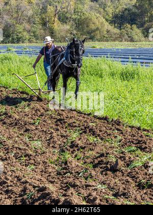 Altmodisches Farmfeld, das mit einem Pferd beim Herbst Fun Festival auf Darnell Farms in Bryson City North Carolina pflügt Stockfoto