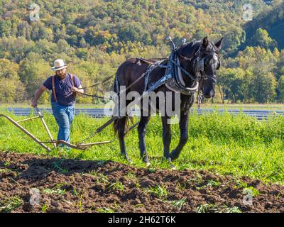 Altmodisches Farmfeld, das mit einem Pferd beim Herbst Fun Festival auf Darnell Farms in Bryson City North Carolina pflügt Stockfoto