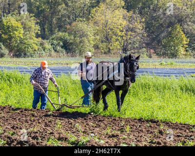 Altmodisches Farmfeld, das mit einem Pferd beim Herbst Fun Festival auf Darnell Farms in Bryson City North Carolina pflügt Stockfoto