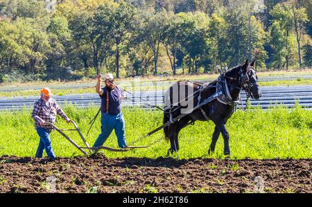 Altmodisches Farmfeld, das mit einem Pferd beim Herbst Fun Festival auf Darnell Farms in Bryson City North Carolina pflügt Stockfoto