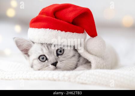 Weihnachten Katze Karte wenig neugierig lustig gestreiften schottischen Falte Kätzchen in Weihnachten roten Weihnachtsmann Hut auf weißem Bett zu Hause Stockfoto