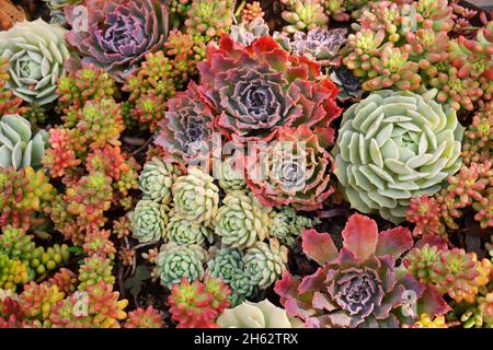 Farbenfroher Teppich aus Succulent Kakteen-Pflanzen Stockfoto