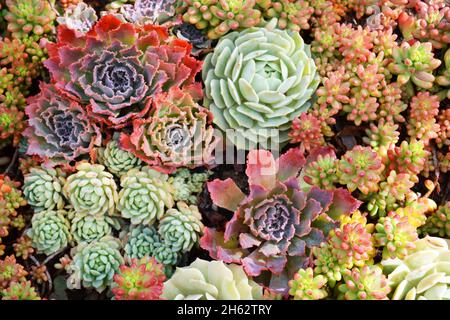 Farbenfroher Teppich aus Succulent Kakteen-Pflanzen Stockfoto