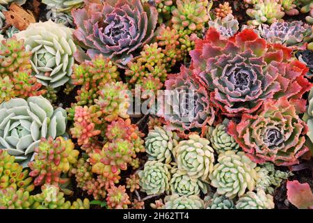 Farbenfroher Teppich aus Succulent Kakteen-Pflanzen Stockfoto