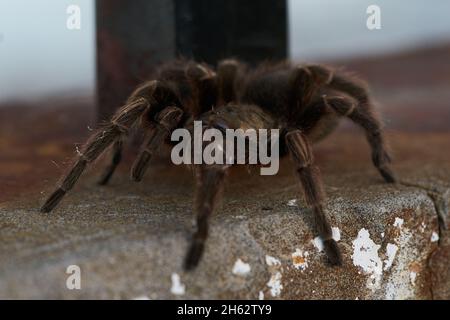 Große, haarige Spinne klettert Wände. Selektiver Fokus Stockfoto