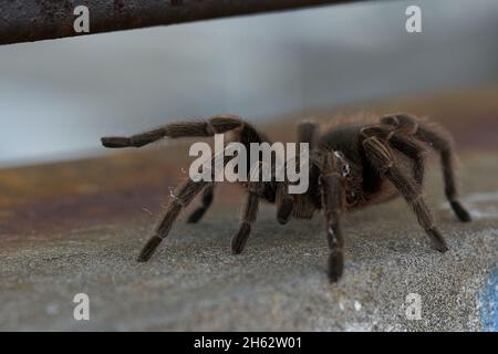 Große haarige Spinne geht frei an Wänden. Selektiver Fokus Stockfoto