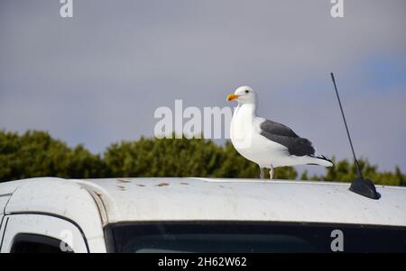 Möwe steht auf dem Dach des Autos Stockfoto