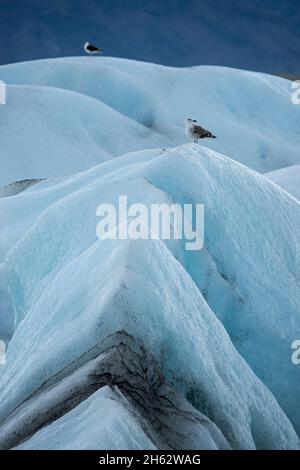 Möwen sitzen auf den bläulich schimmernden Eisbergen der jokulsarlon Gletscherlagune, vatnajokull Nationalpark, island Stockfoto