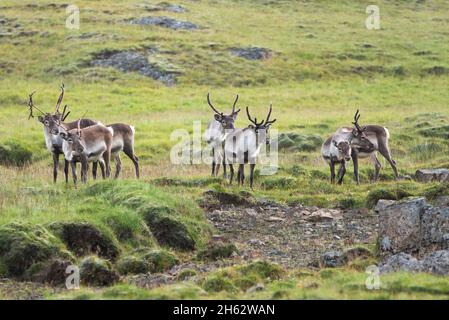 Rentiere in ostisland, island Stockfoto