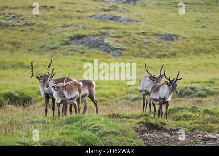 Rentiere in ostisland, island Stockfoto