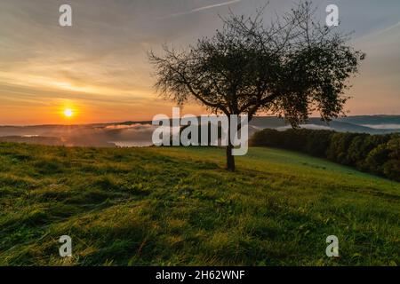 Baum mit Schaukel und Blick auf den rursee Stockfoto