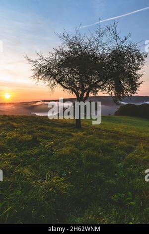 Baum mit Schaukel und Blick auf den rursee Stockfoto