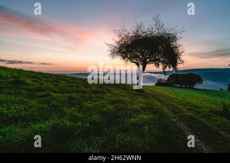 Baum mit Schaukel und Blick auf den rursee Stockfoto