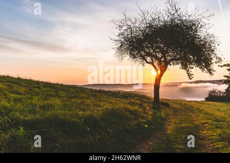 Baum mit Schaukel und Blick auf den rursee Stockfoto