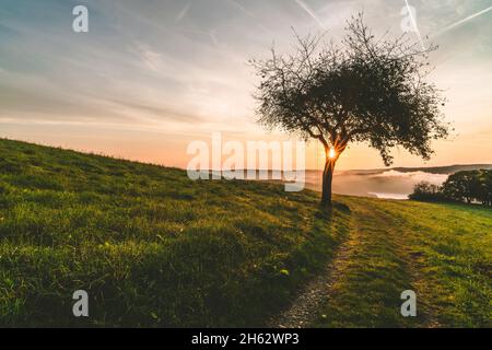 Baum mit Schaukel und Blick auf den rursee Stockfoto