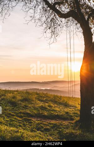 Baum mit Schaukel und Blick auf den rursee Stockfoto