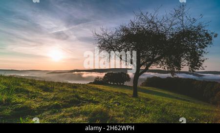 Baum mit Schaukel und Blick auf den rursee Stockfoto