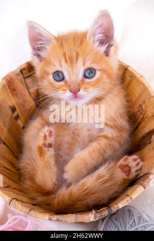 Gestreiftes, neugieriges rotes Kätzchen, das im Korb sitzt, mit pink-grauen Kugeln und Fäden auf weißem Bett. Niedliche kleine Ingwerkatze. Vertikal Stockfoto