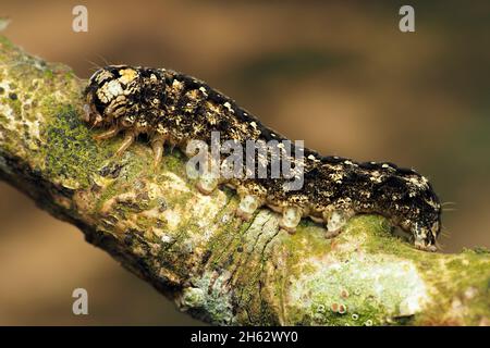 Merveille du Jour Motte Raupe (Griposia aprilina) auf Eichenzweig. Tipperary, Irland Stockfoto