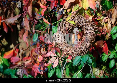 Hausgemachter Kranz aus Wildweinreben vor dem Hintergrund der gewöhnlichen, jungfräulichen Rebe (parthenocissus vitacea) Stockfoto