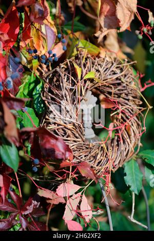 Hausgemachter Kranz aus Wildweinreben vor dem Hintergrund der gewöhnlichen, jungfräulichen Rebe (parthenocissus vitacea) Stockfoto