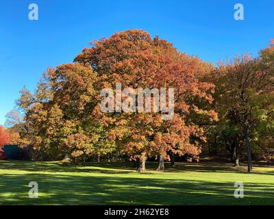 Bronx, NY, USA - 13. Nov 2021: Bäume im Herbst im Botanischen Garten von New York Stockfoto