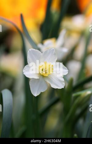 Narcissus die wachsende Nahaufnahme, Weiß mit der gelben Mitte, horizontal. Makro. Narziss. Familie der Amaryllidaceae. Stockfoto