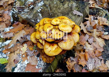 Kuehneromyces mutabilis, ummantelter Holztuft, Berlin, Deutschland Stockfoto