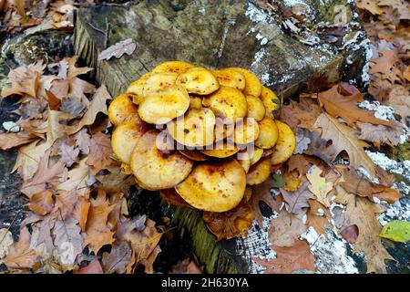 Kuehneromyces mutabilis, ummantelter Holztuft, Berlin, Deutschland Stockfoto