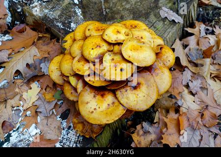 Kuehneromyces mutabilis, ummantelter Holztuft, Berlin, Deutschland Stockfoto