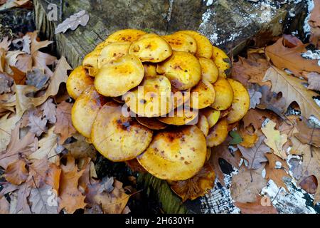 Kuehneromyces mutabilis, ummantelter Holztuft, Berlin, Deutschland Stockfoto