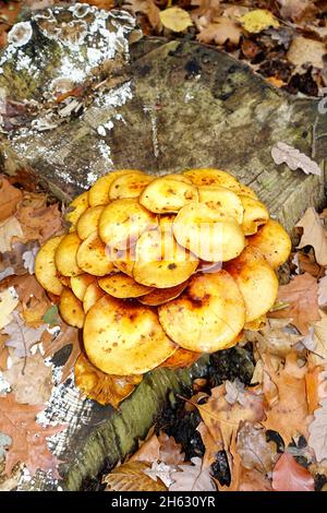 Kuehneromyces mutabilis, ummantelter Holztuft, Berlin, Deutschland Stockfoto