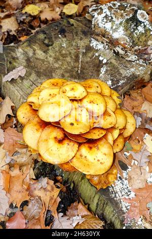 Kuehneromyces mutabilis, ummantelter Holztuft, Berlin, Deutschland Stockfoto