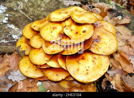 Kuehneromyces mutabilis, ummantelter Holztuft, Berlin, Deutschland Stockfoto