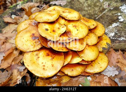 Kuehneromyces mutabilis, ummantelter Holztuft, Berlin, Deutschland Stockfoto