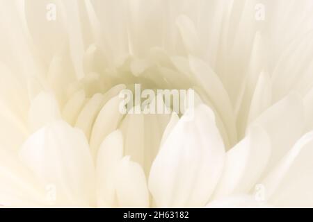 Verschwommener Blumenhintergrund. Chrysantheme Blumenkern Nahaufnahme. Stockfoto